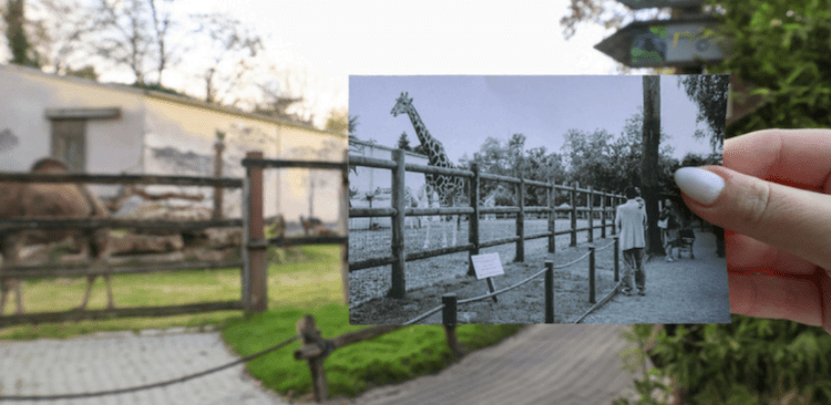 Le Zoo de La Flèche lance un grand appel à souvenirs