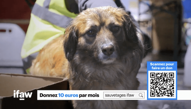 IFAW fait campagne en télévision pour les animaux en détresse