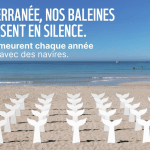 WWF et Dagobert transforment les plages en mémorial pour les baleines tuées en Méditerranée