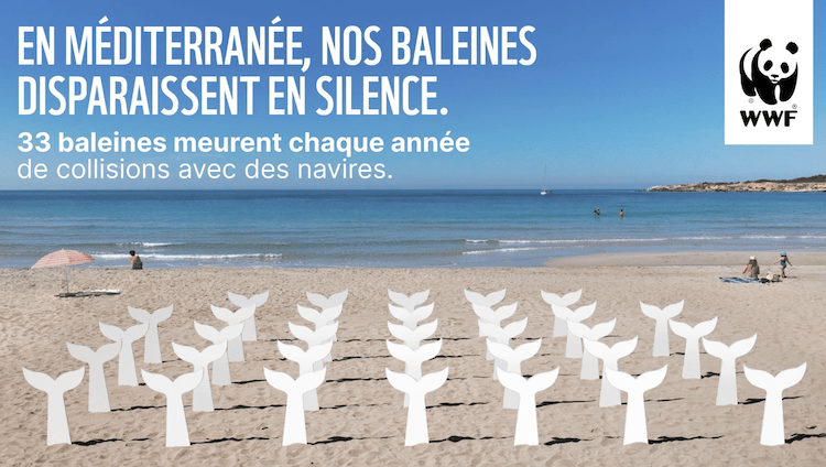 WWF et Dagobert transforment les plages en mémorial pour les baleines tuées en Méditerranée